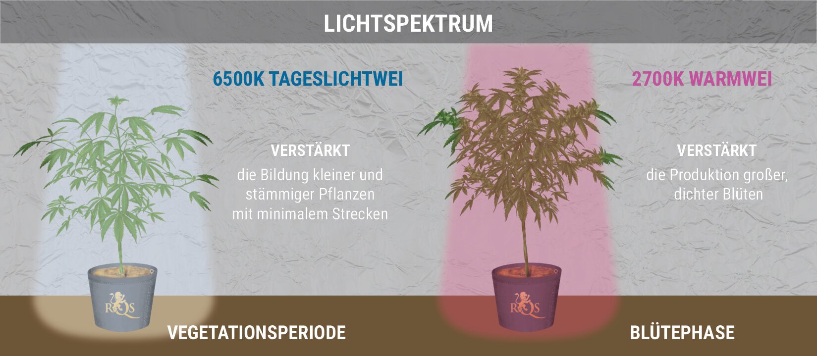 Der Perfekte Lichtplan Für Selbstblühenden Cannabis RQS Blog